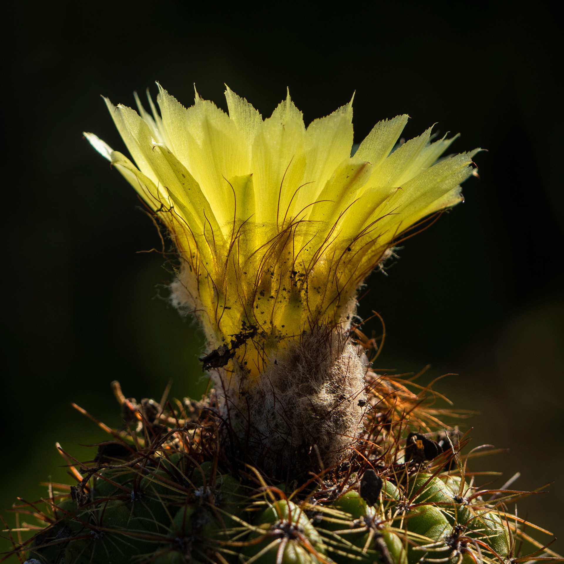 The Semana do Cerrado is an opportunity to learn more about this biome and understand how we can conserve it. Photo: Bruno Figueiredo/Área de Serviço