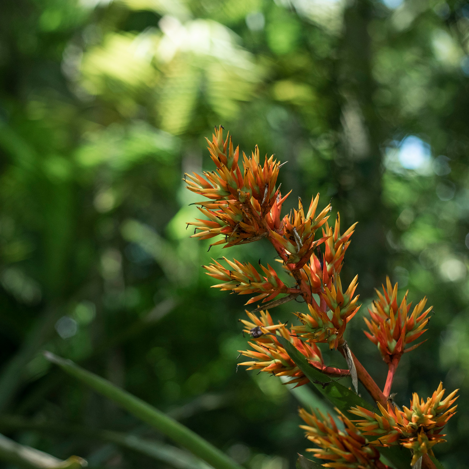 The Semana do Cerrado is an opportunity to learn more about this biome and understand how we can conserve it. Photo: João Marcos Rosa/NITRO.