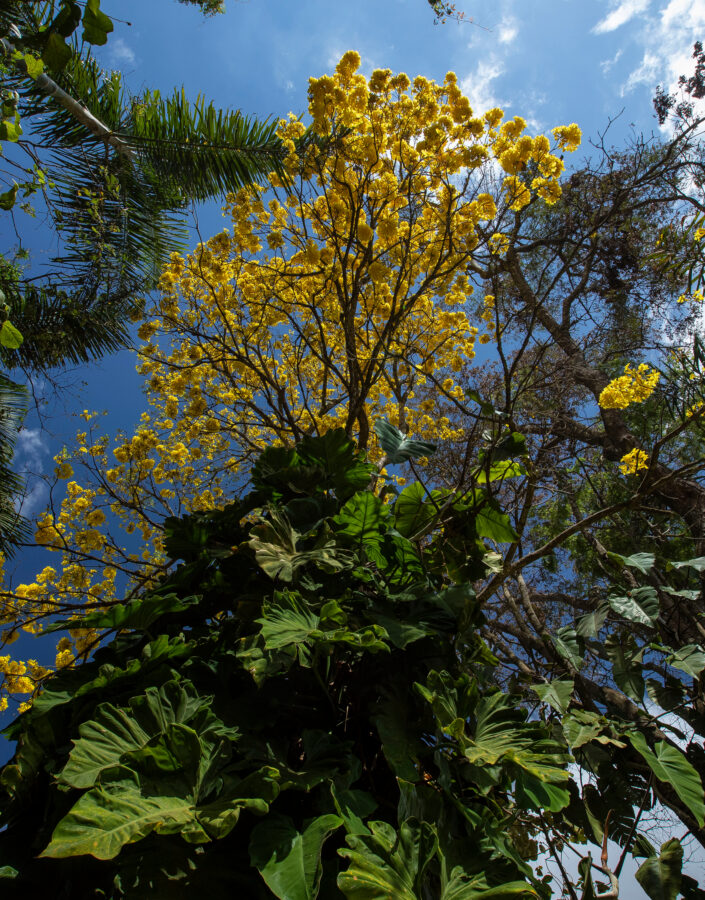 ipê-amarelo (Handroanthus albus). Nos 16 anos do Inhotim, arte, natureza, música e dança estão cada vez mais conectadas. Foto: João Marcos Rosa/NITRO.