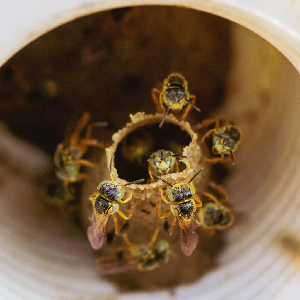 No Brasil, boa parte da polinização da flora nativa é exercida por abelhas sem ferrão, como a jataí (Tetragonisca angustula). Foto: Bruno Figueiredo/Área de Serviço 