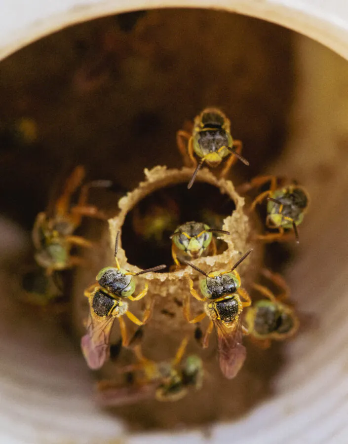 No Brasil, boa parte da polinização da flora nativa é exercida por abelhas sem ferrão, como a jataí (Tetragonisca angustula). Foto: Bruno Figueiredo/Área de Serviço