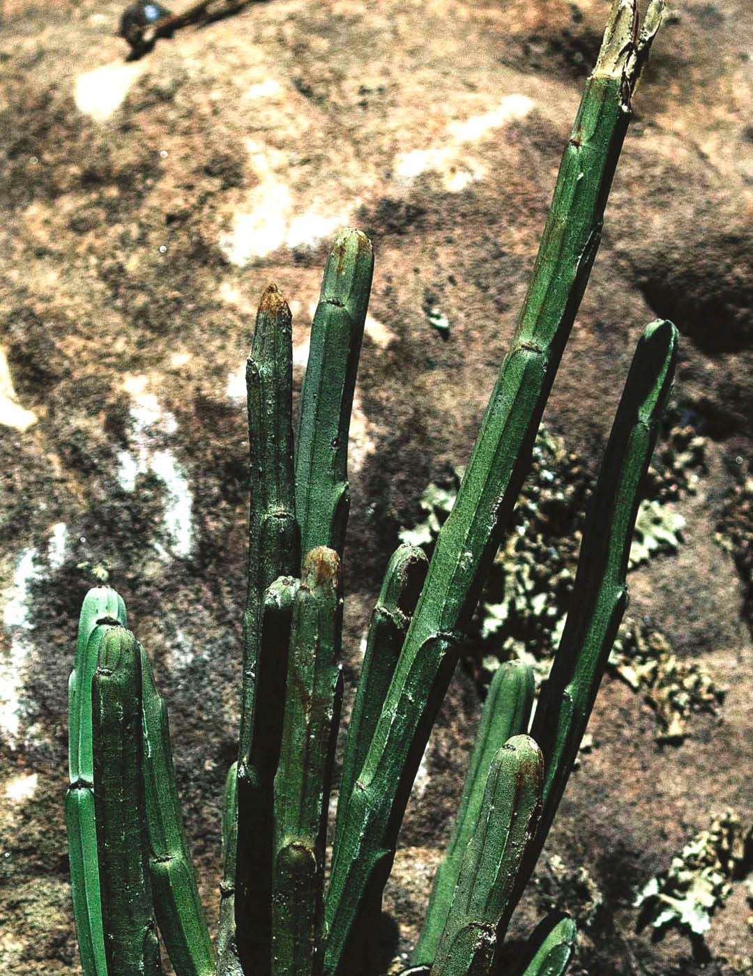 INH TT Euphorbia phosphorea trat