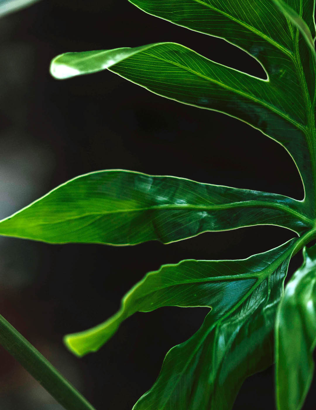 INH TT Thaumatophyllum adamantinum trat