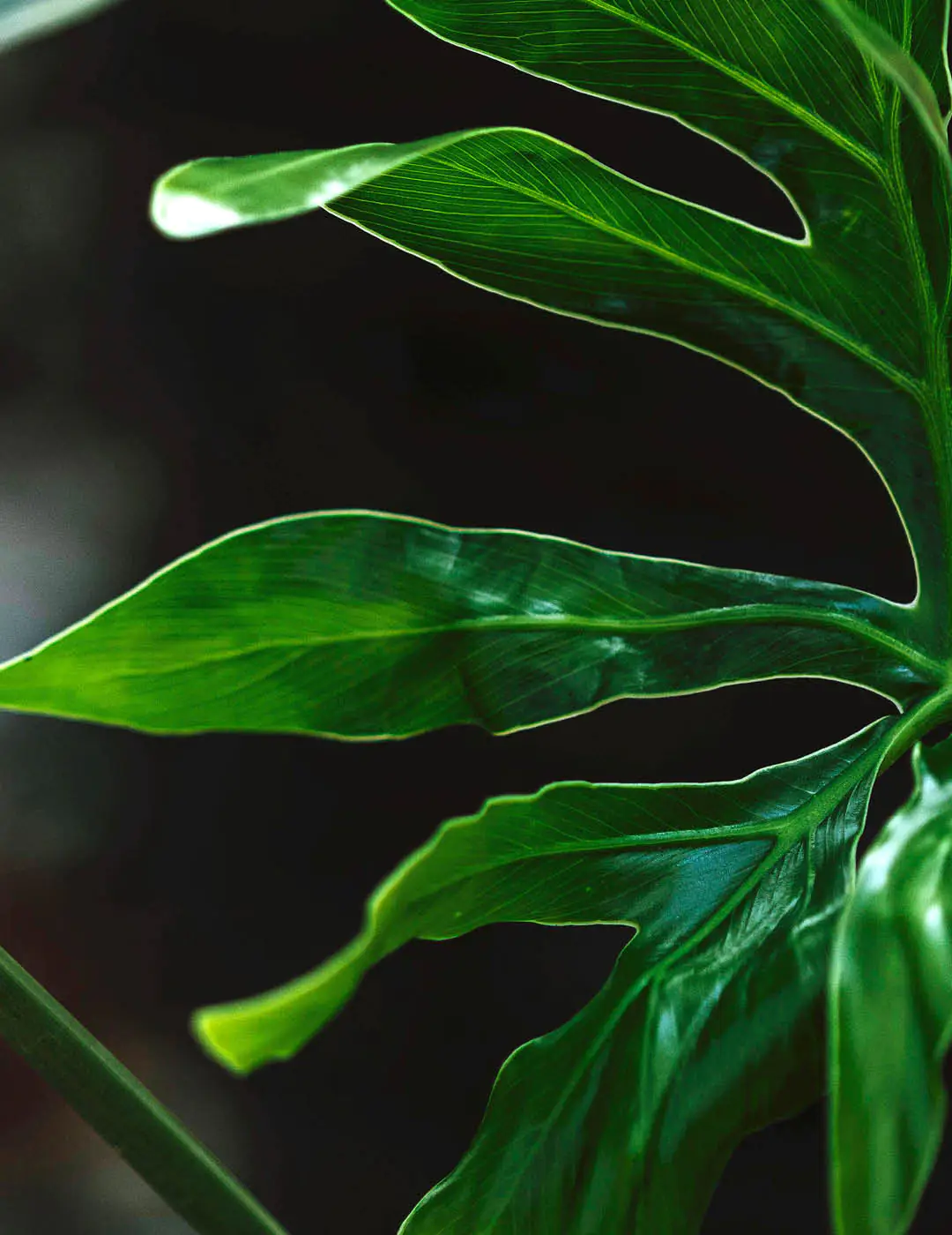 INH TT Thaumatophyllum adamantinum trat