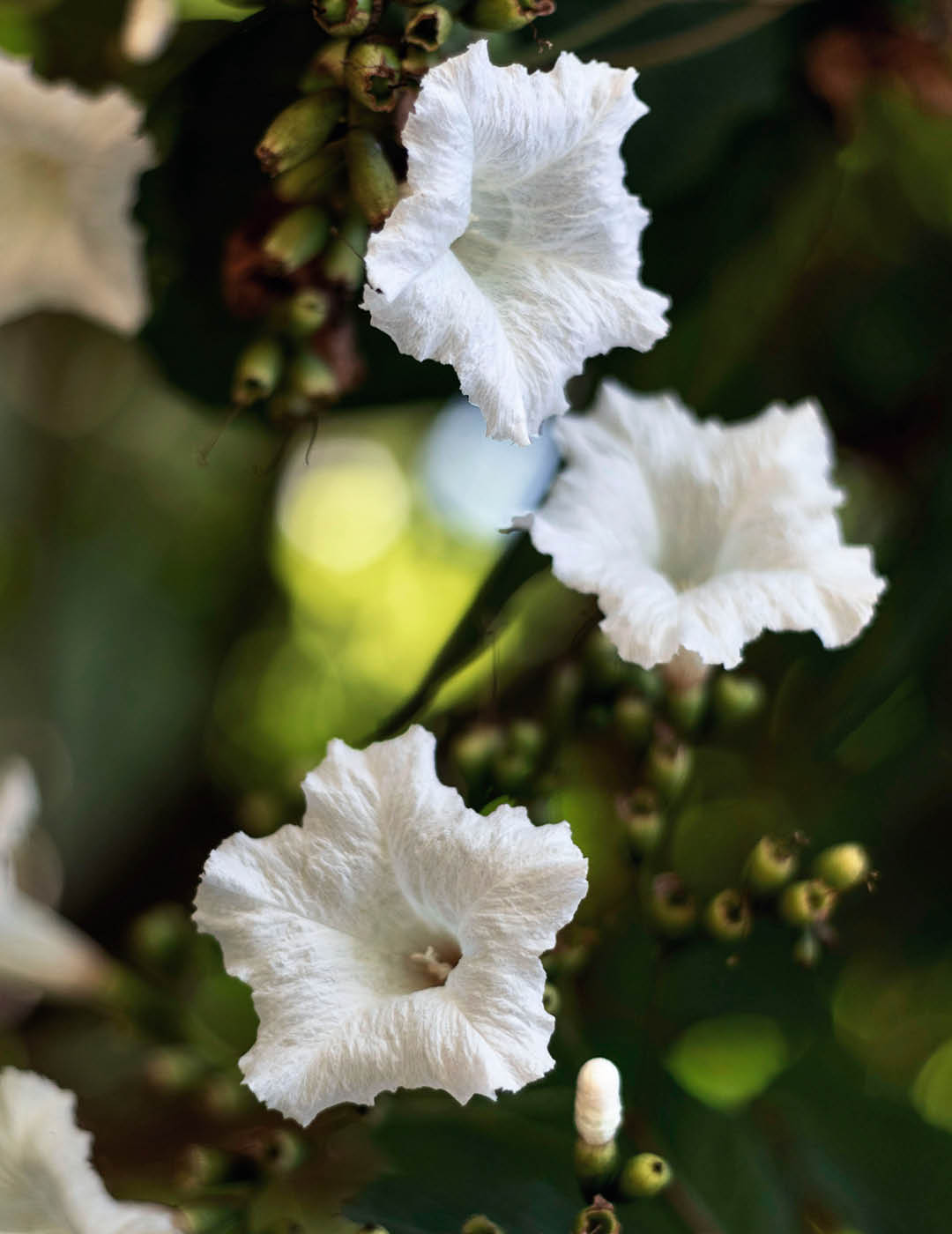 INH TT baba-de-boi2 trat