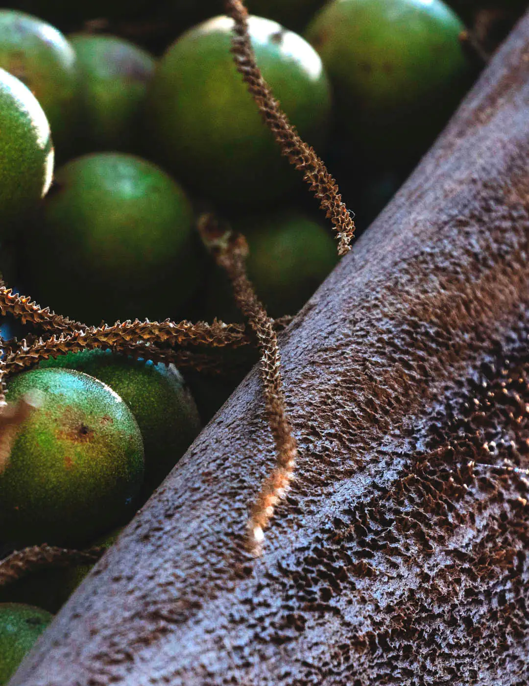 INH TT bocaiuva2 trat