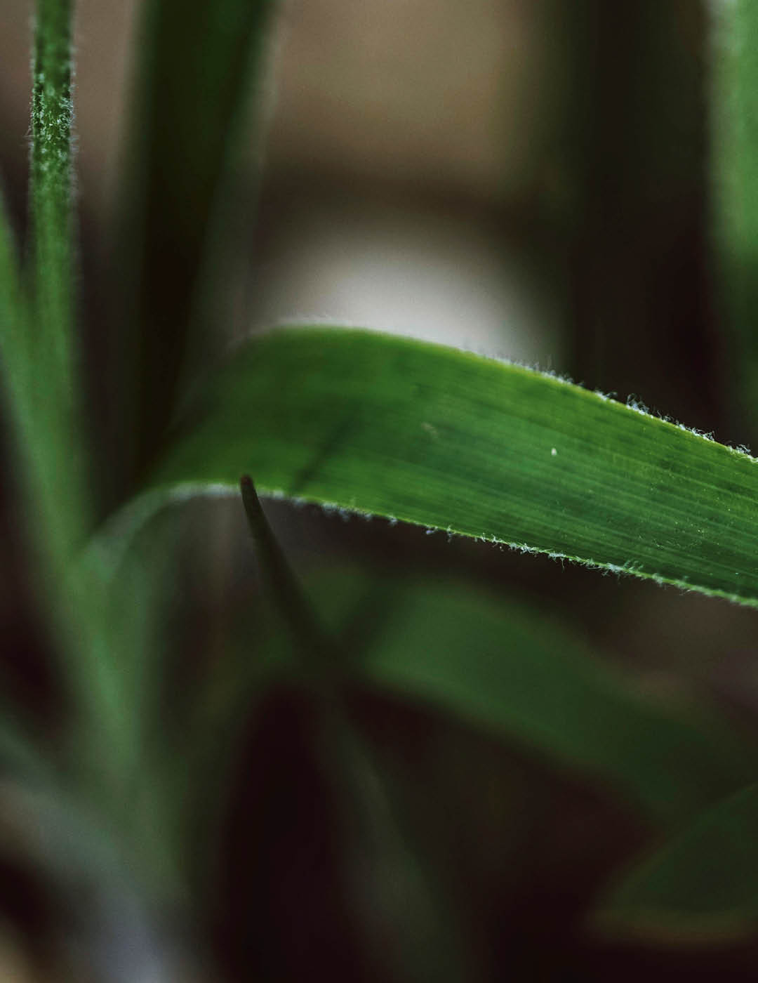 INH TT bromelia Pitcairnia trat