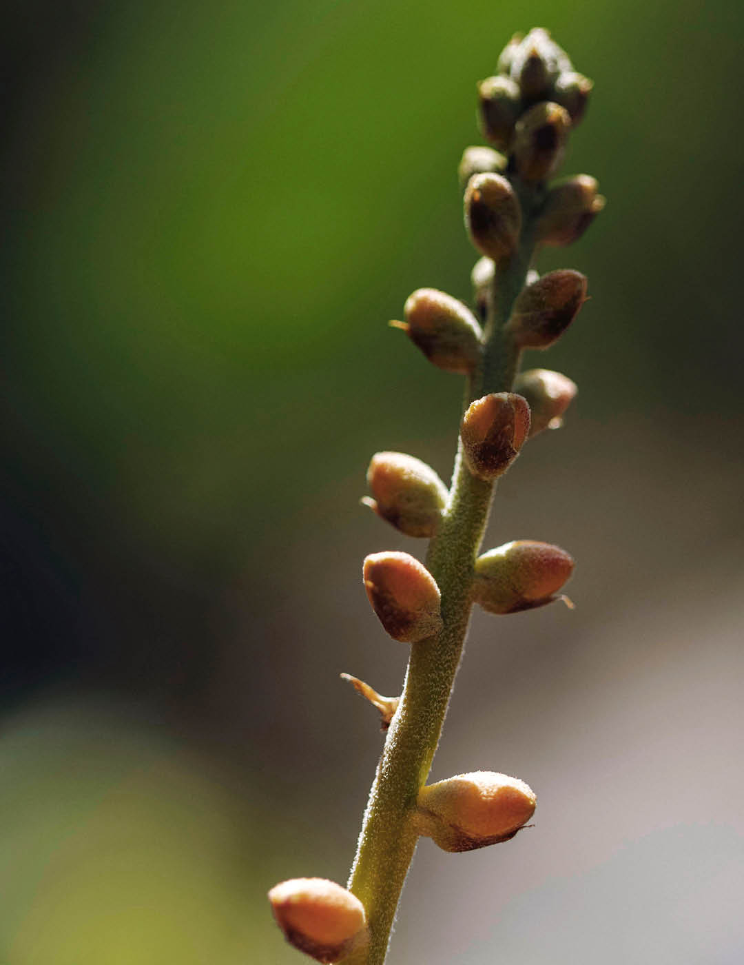 INH TT bromelia dyckia trat