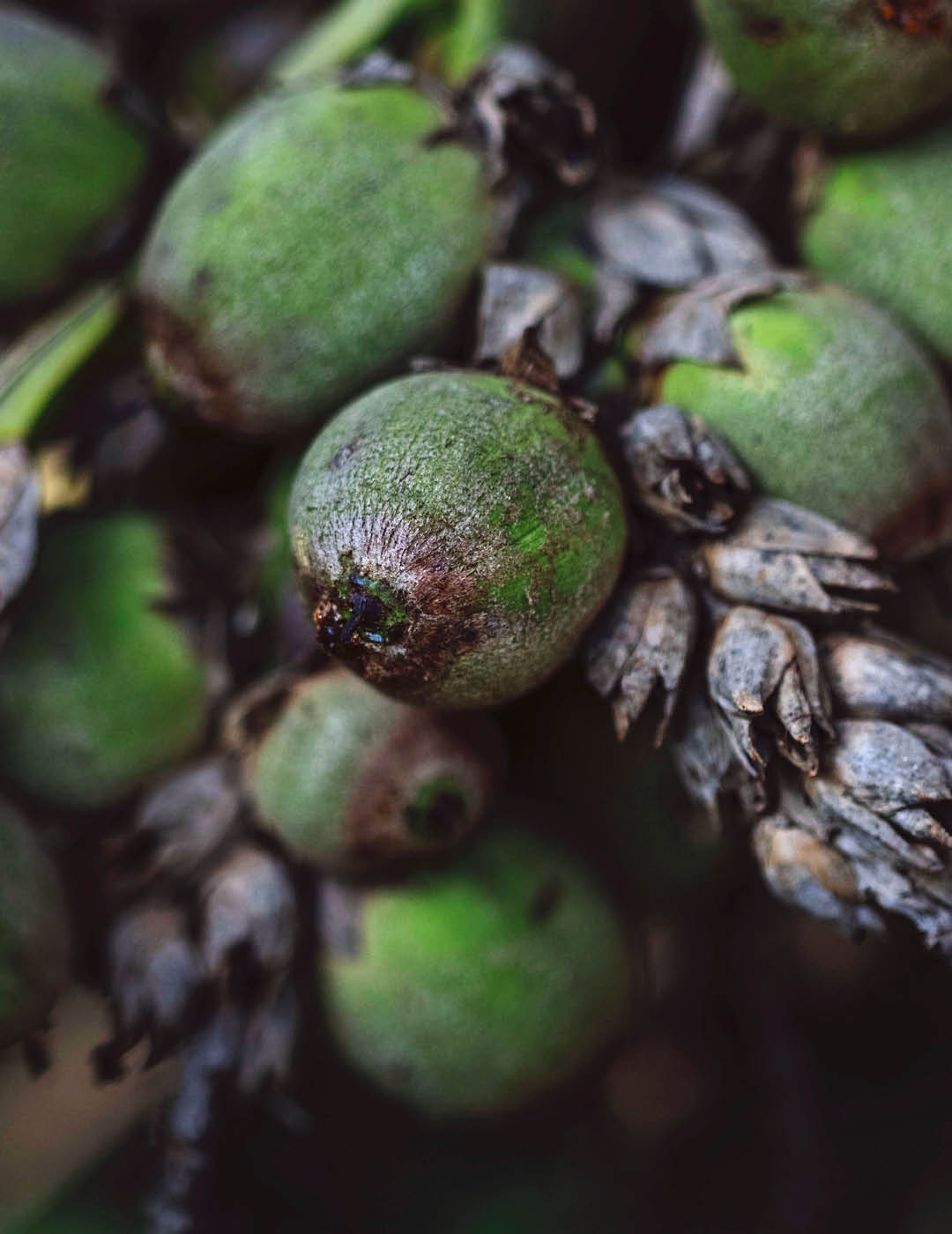 INH TT buri-falso2 trat