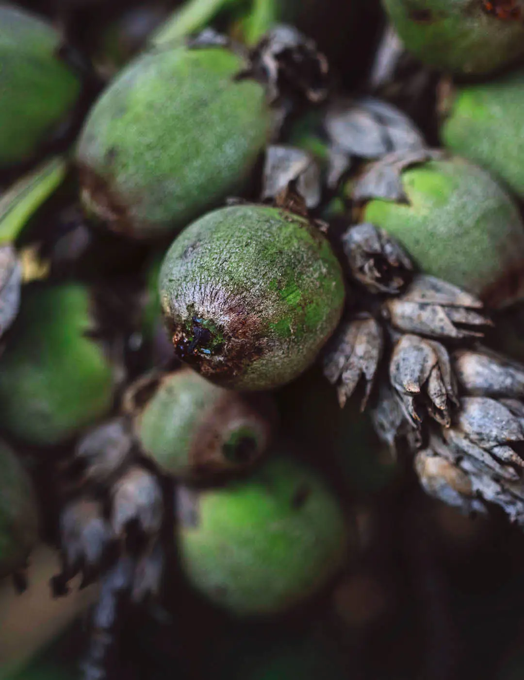 INH TT buri-falso2 trat