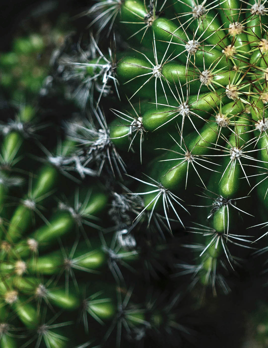 INH TT cacto-ourico-do-mar2 trat