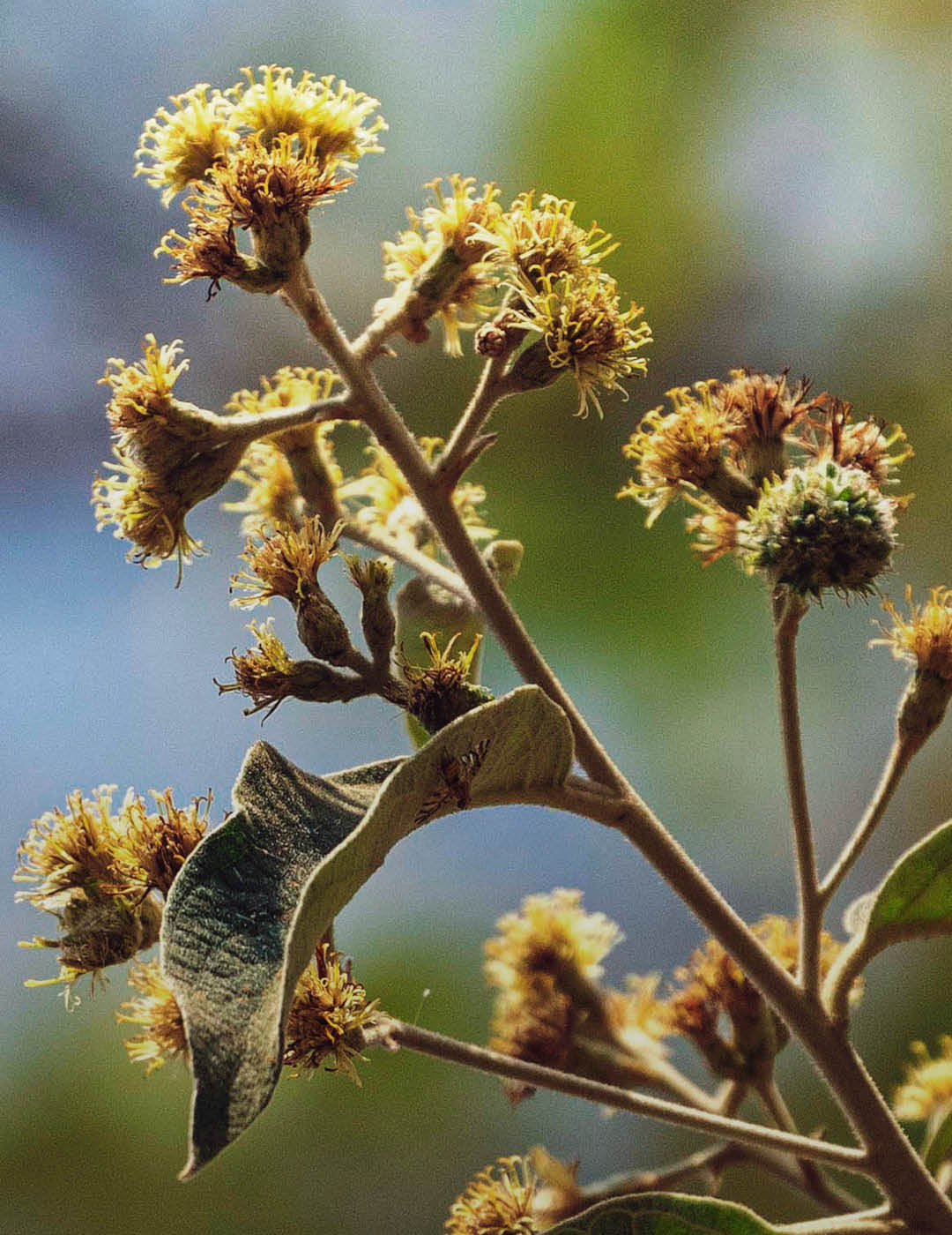 INH TT candeia2 trat