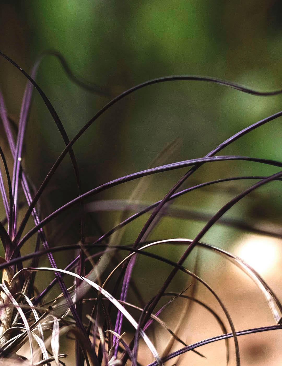 INH TT canela-de-ema barbacenia trat