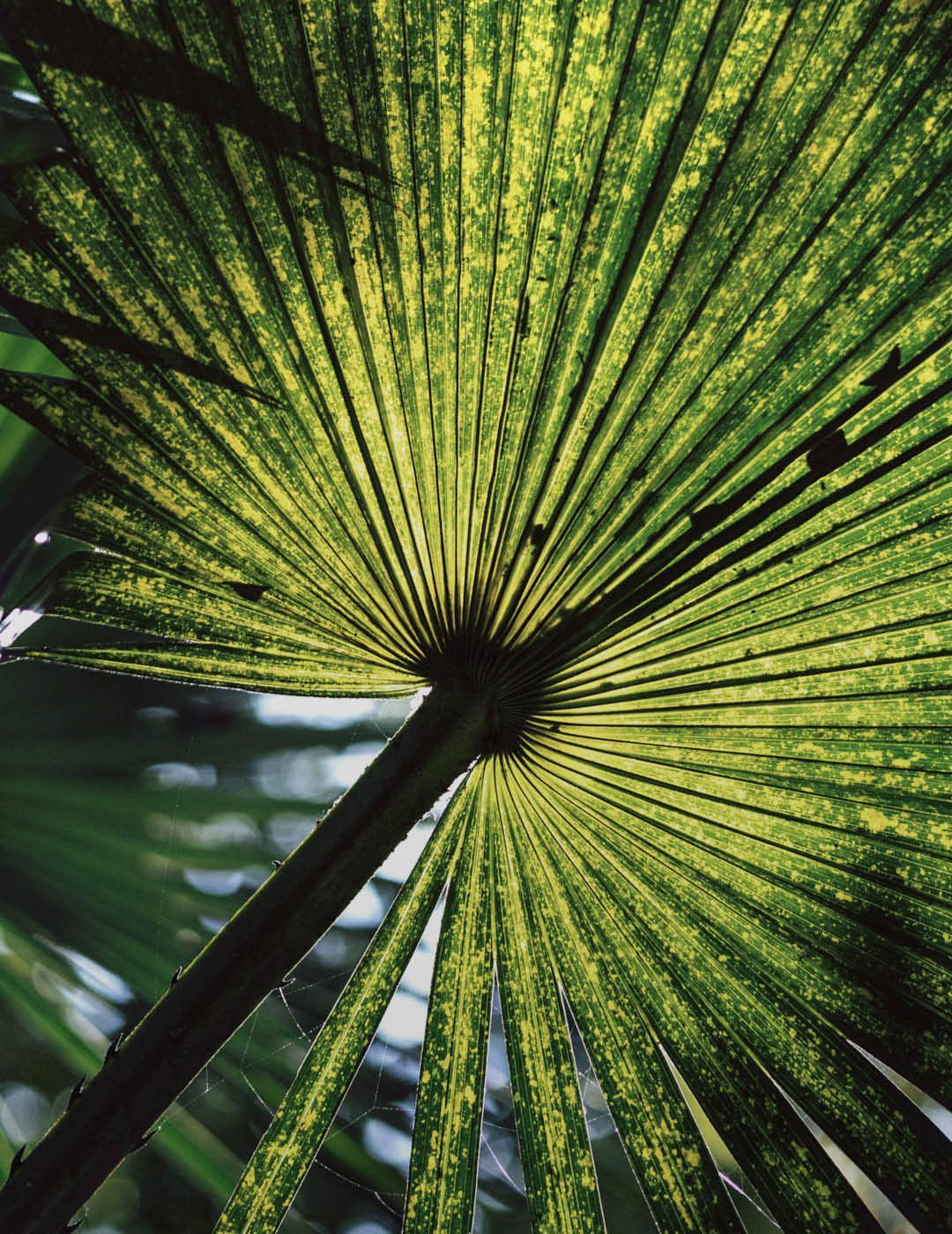 INH TT carnauba2 trat