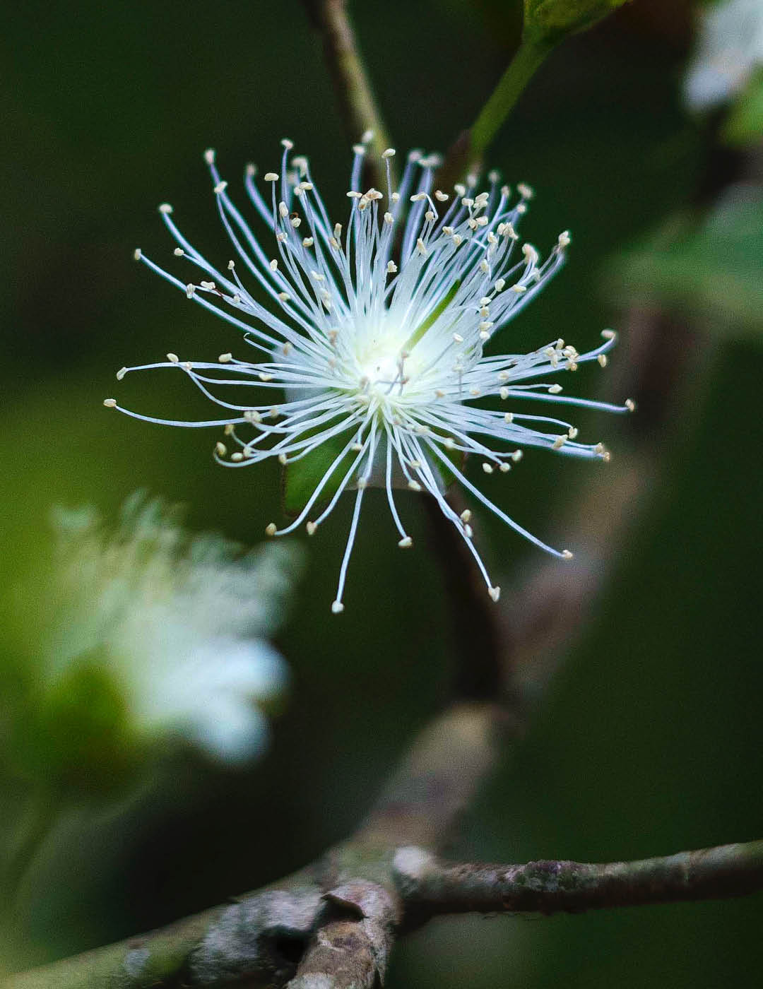 INH TT cerejeira2 trat