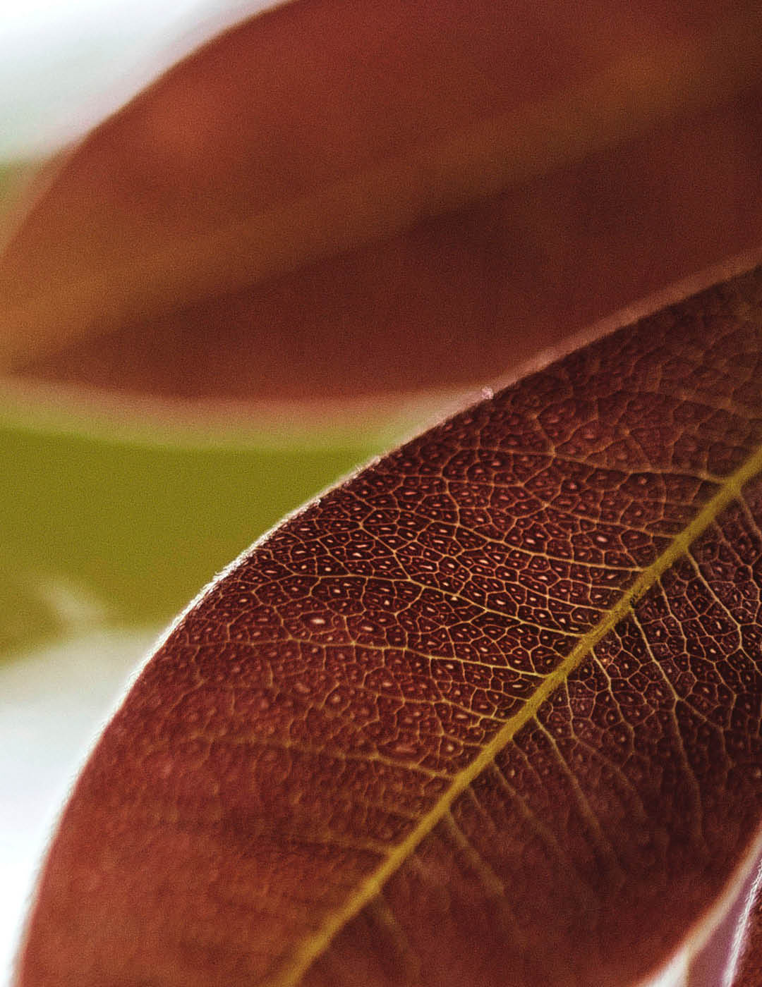 INH TT copaiba2 trat