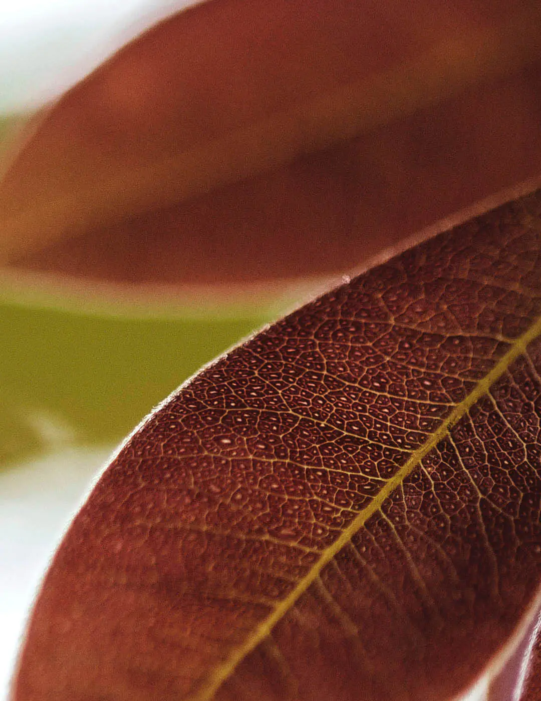 INH TT copaiba2 trat