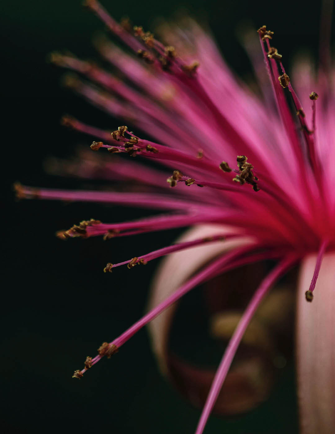 INH TT embirucu-campestre2 trat