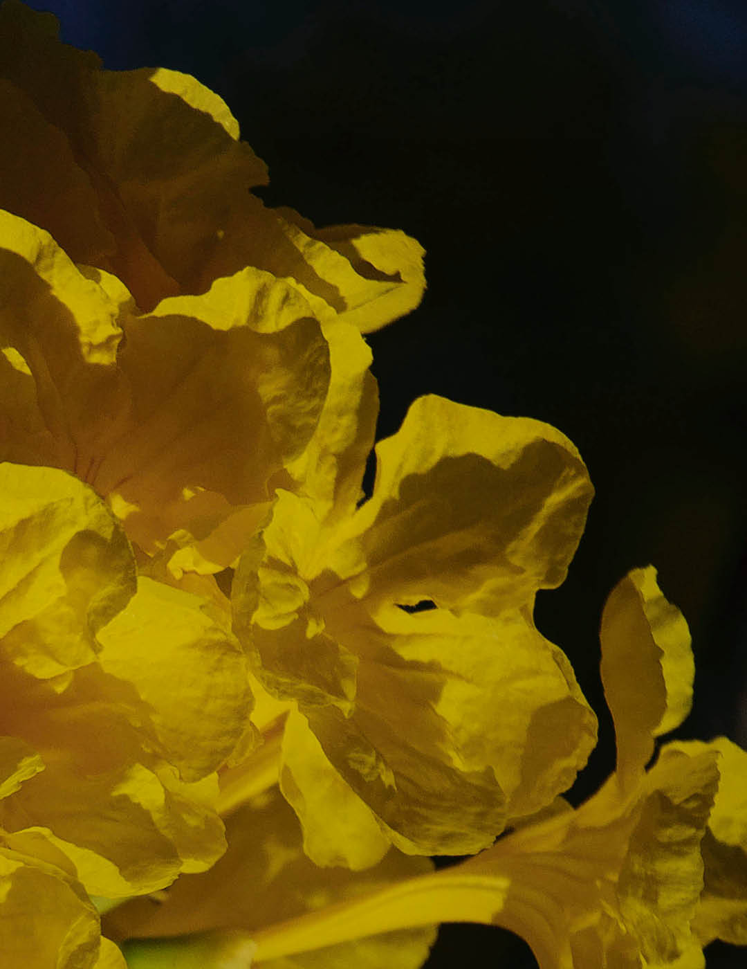 INH TT ipe-amarelo2 trat