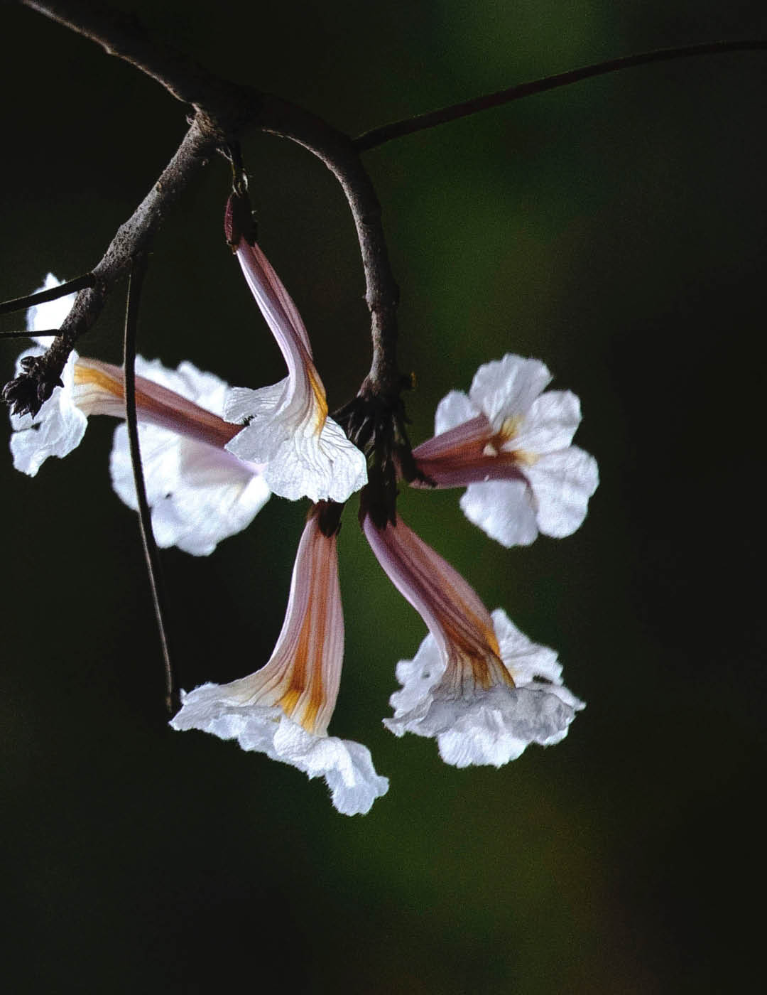 INH TT ipe-branco2 trat