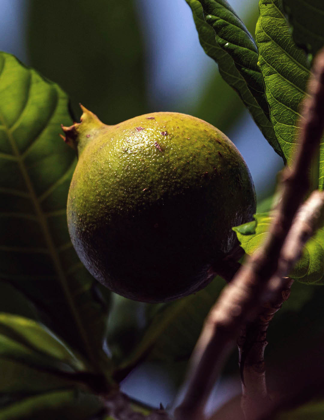 INH TT jenipapo2 trat