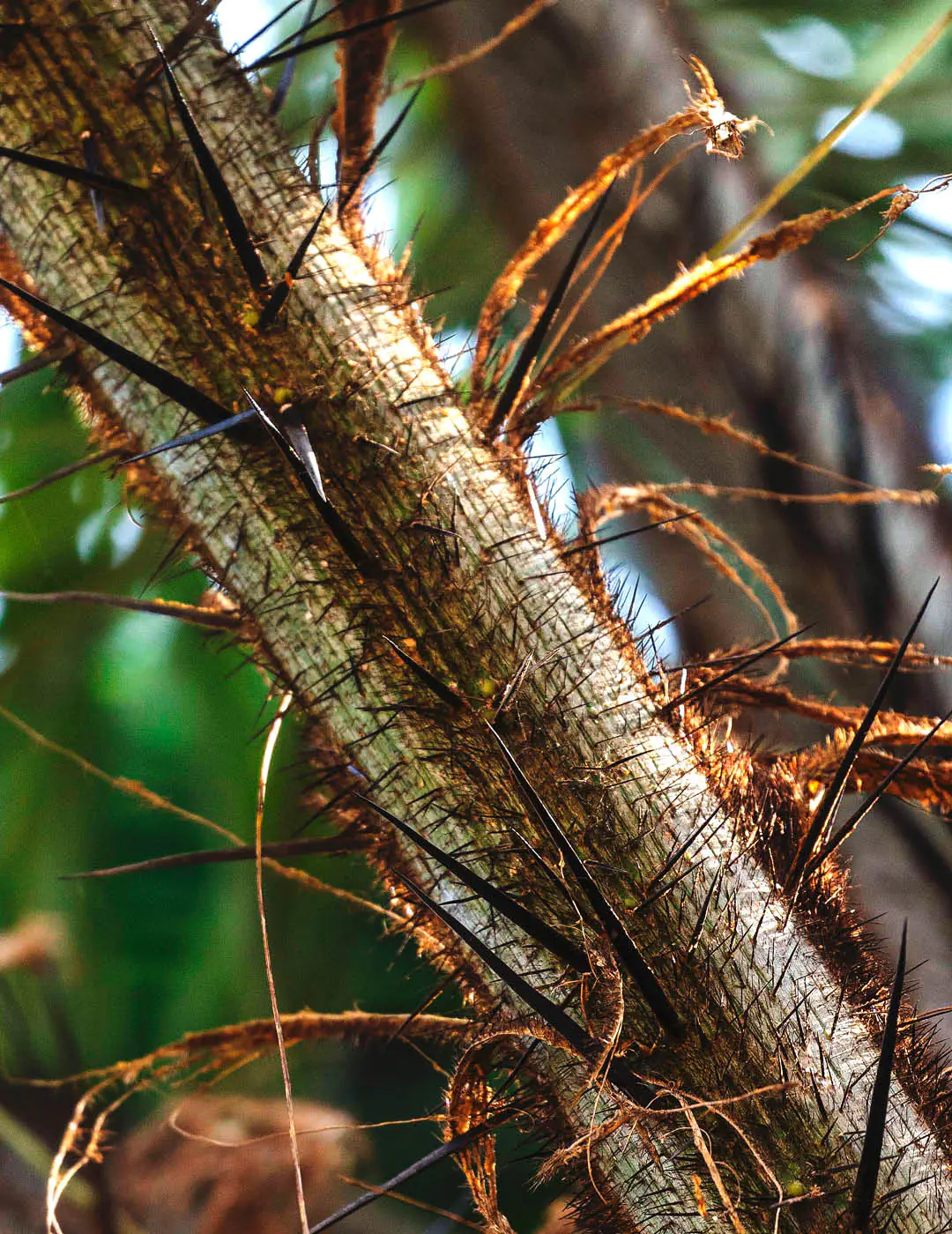 INH TT macauba2 trat