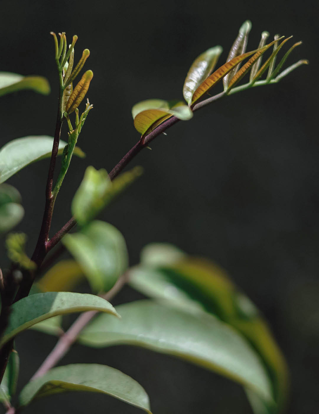 INH TT mamica-de-porca2 trat