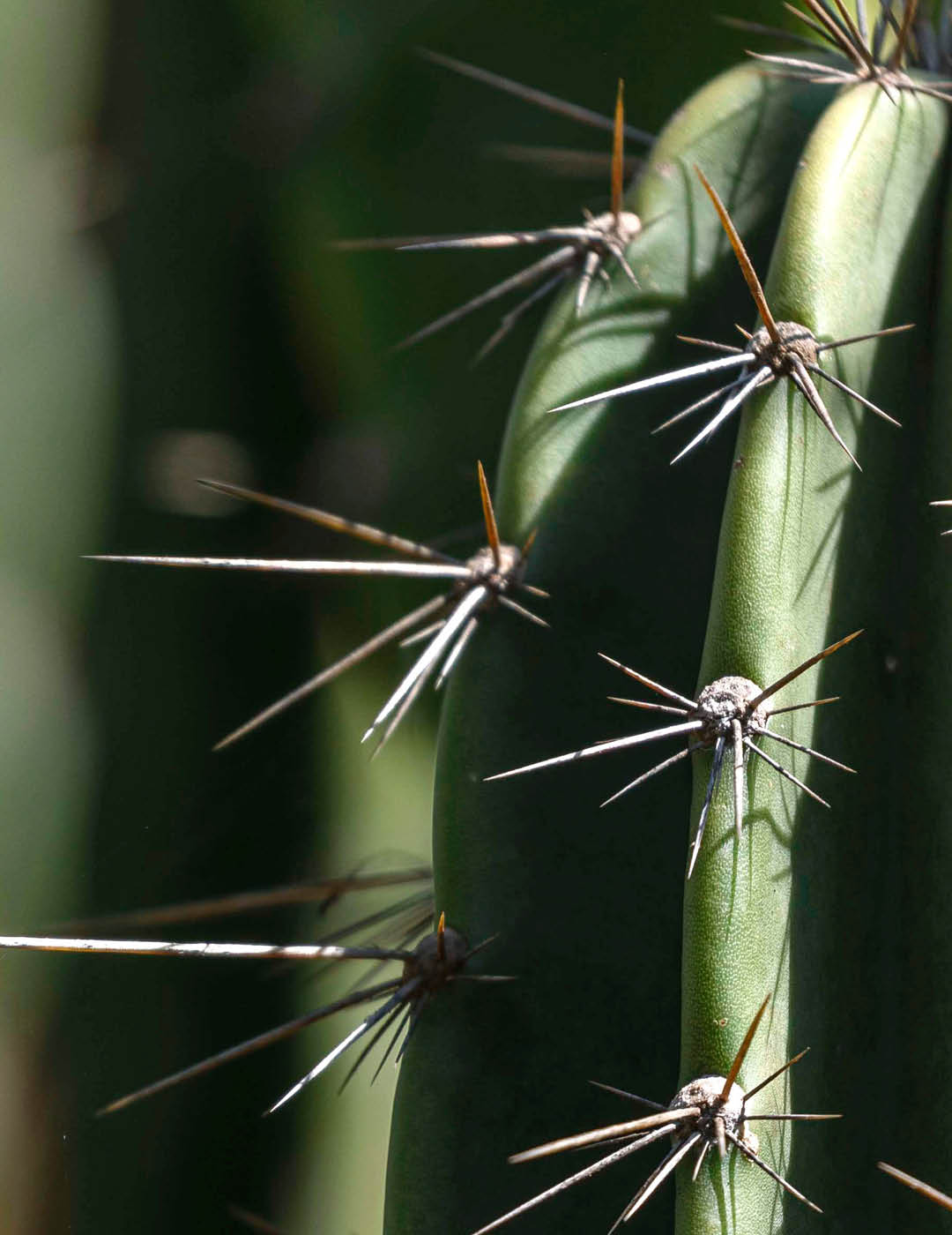 INH TT mandacaru2 trat