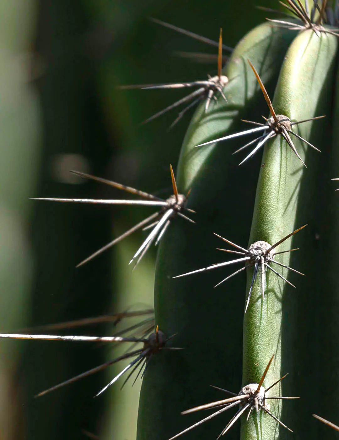 INH TT mandacaru2 trat