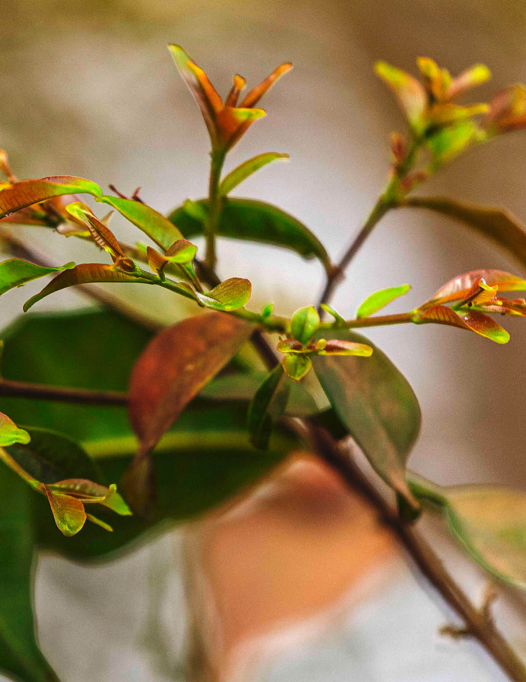 INH TT mirindiba-rosa2 trat