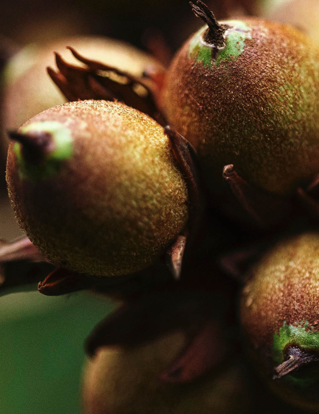 INH TT palmeirinha-azul2 trat