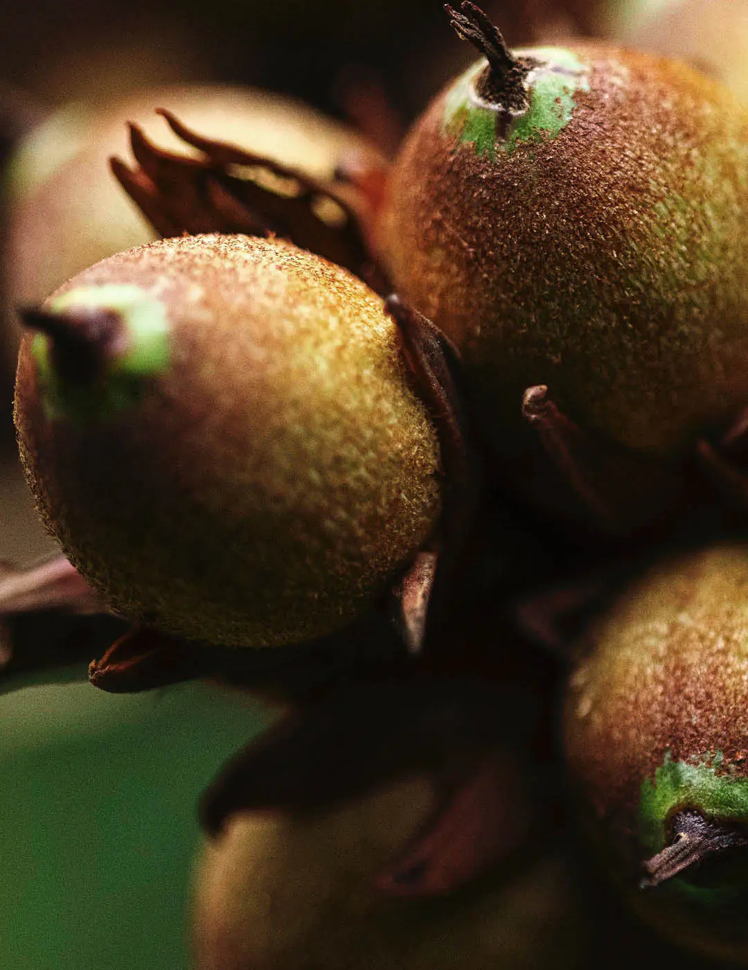 INH TT palmeirinha-azul2 trat