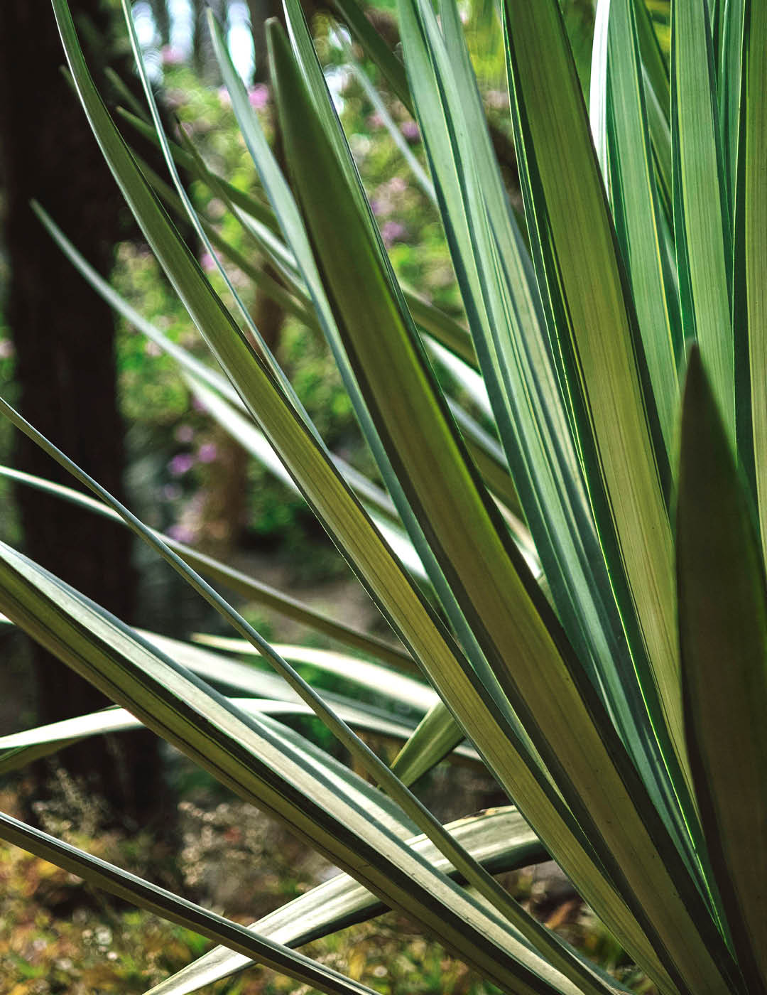 INH TT piteira2 trat