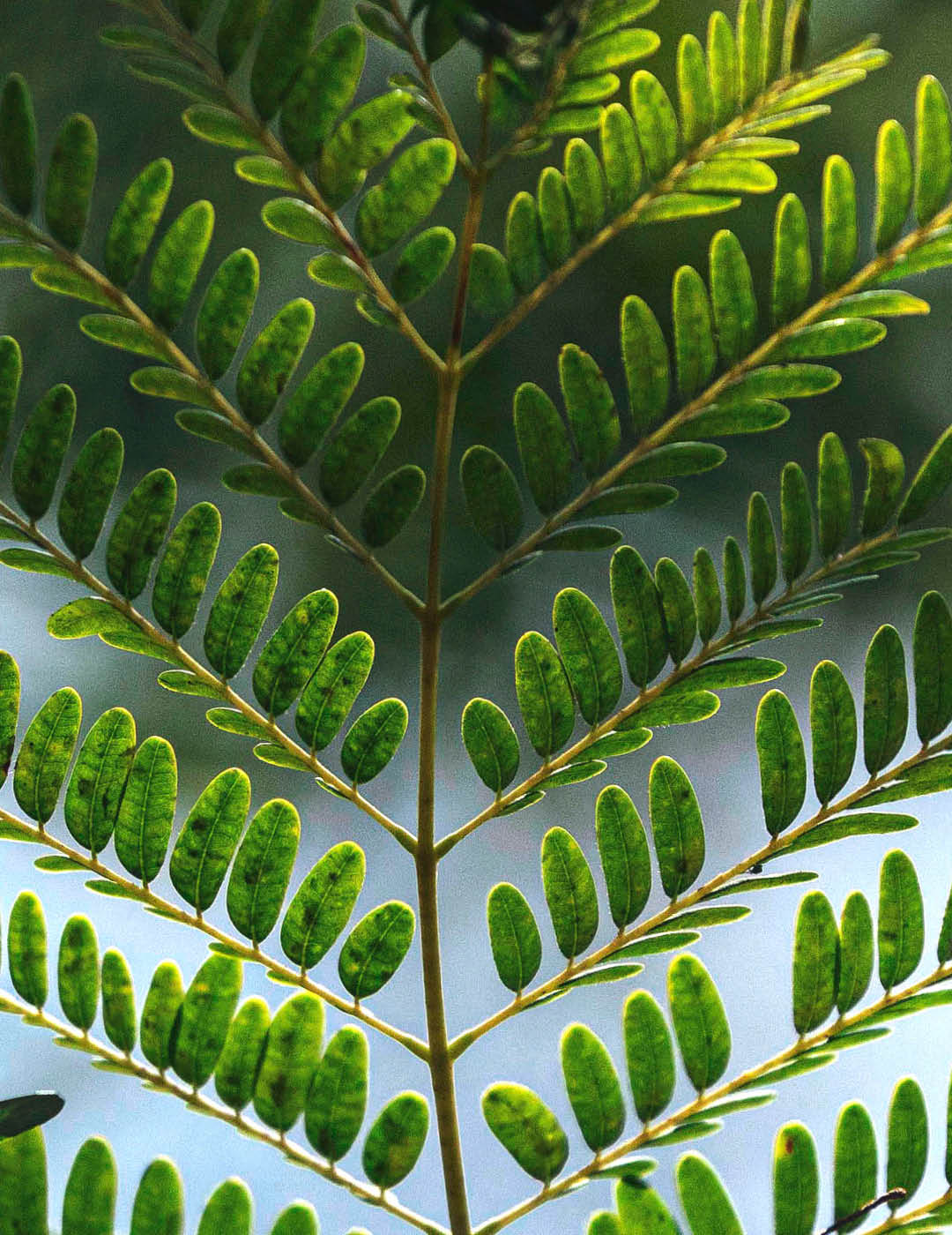 INH TT vinhatico2 trat