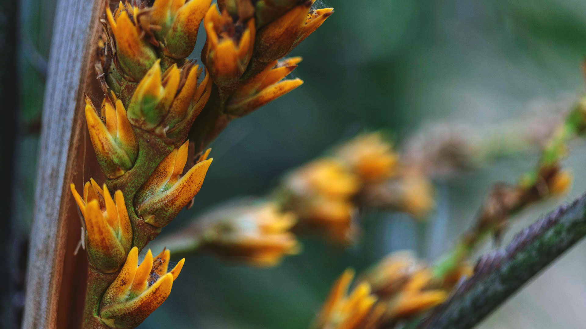 Flores da palmeira acumã-branco têm coloração amarela.