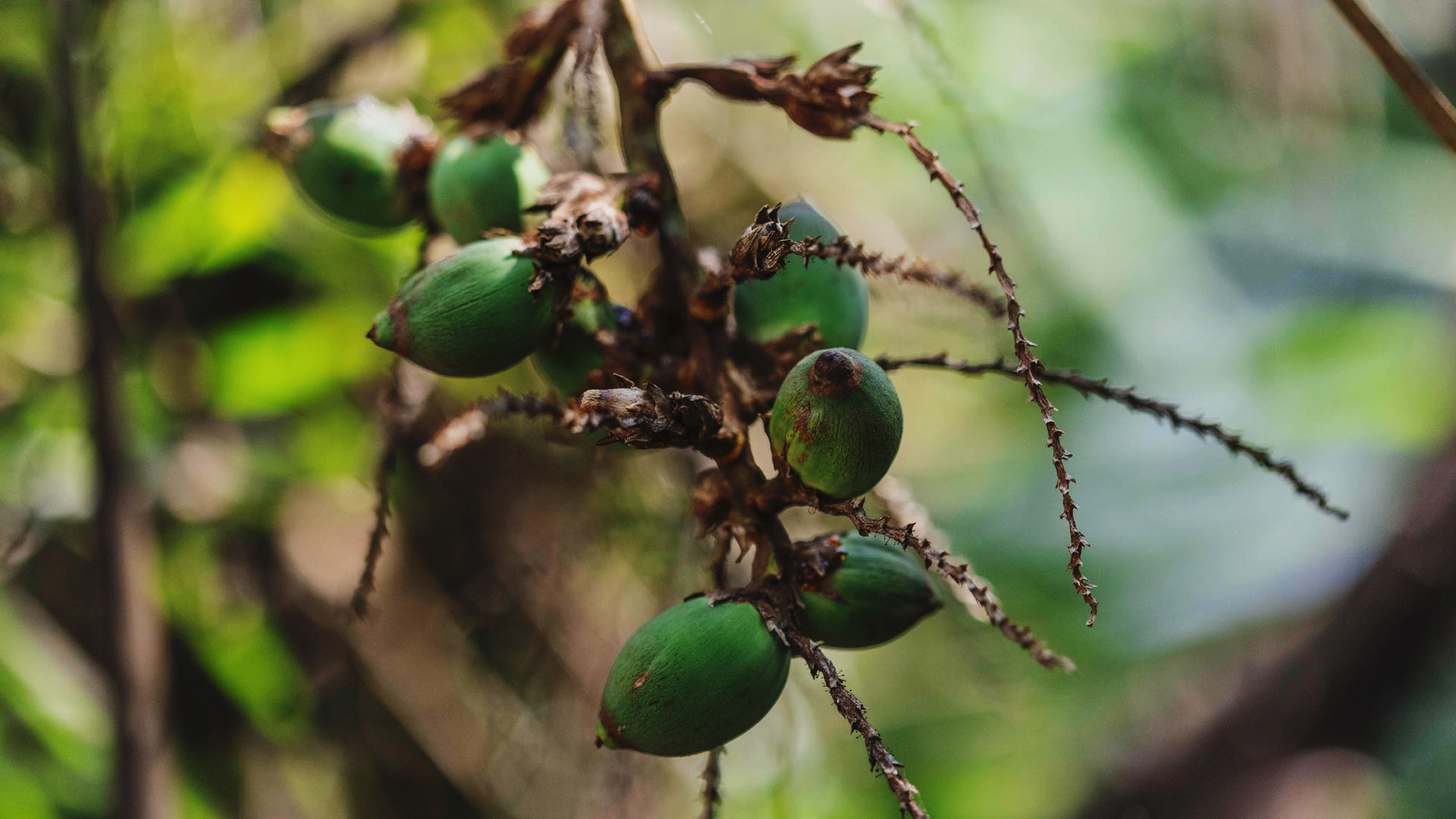 Frutos do acumã-branco, que lembram pequenos cocos com a ponta mais alongada.