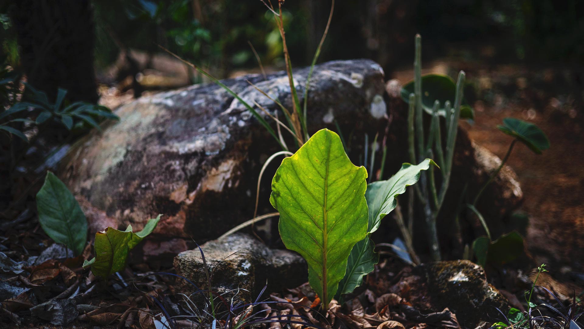 O antúrio-selvagem tem usos versáteis e faz parte do Cerrado mineiro. Veja-a integrada à natureza no Instituto Inhotim.