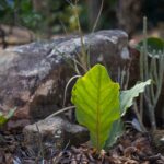 Uma folha verde-clara, com nervuras bem marcadas também de verde, plantada perto de uma rocha no Instituto Inhotim.