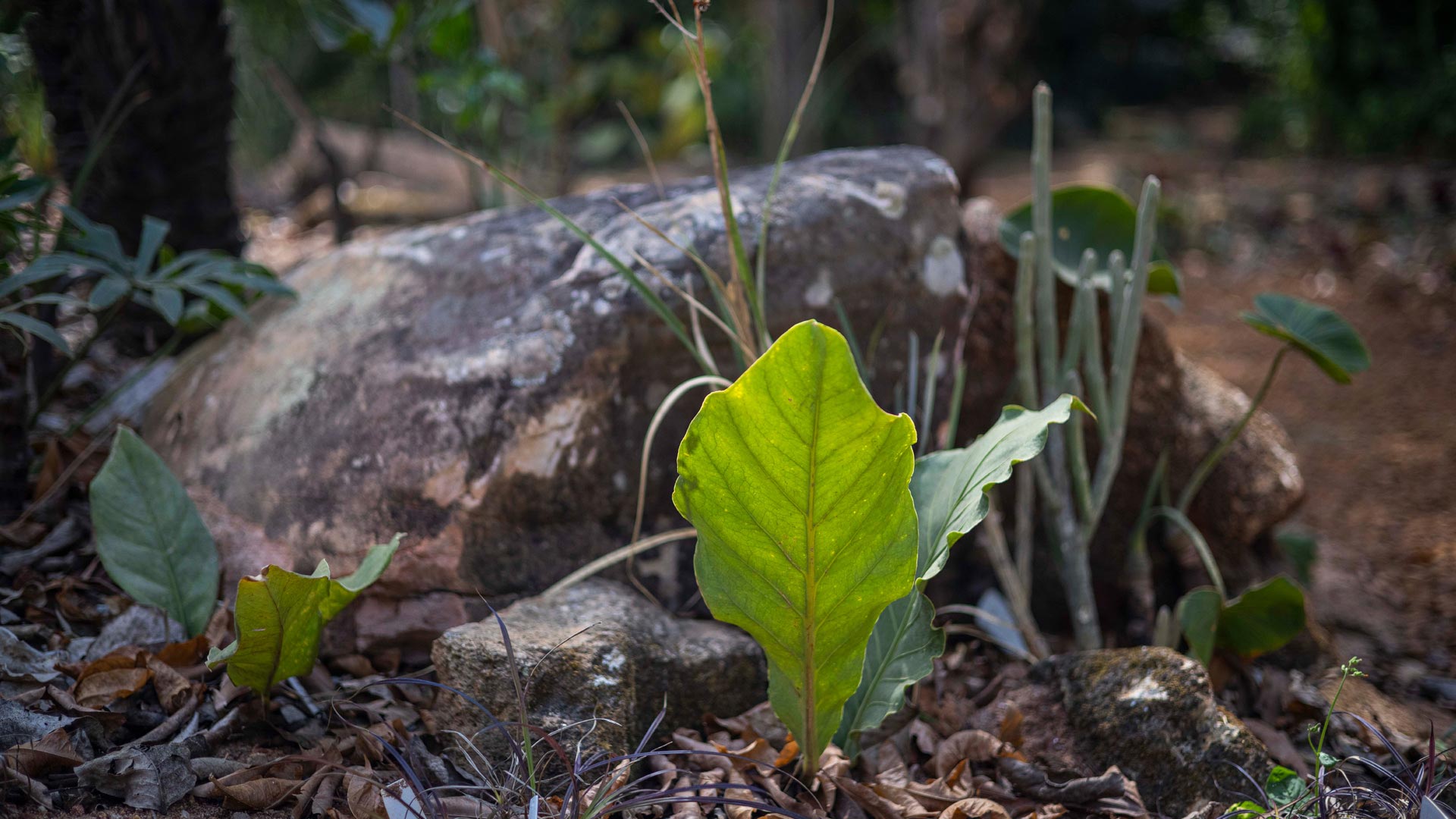 Uma folha verde-clara, com nervuras bem marcadas também de verde, plantada perto de uma rocha no Instituto Inhotim.