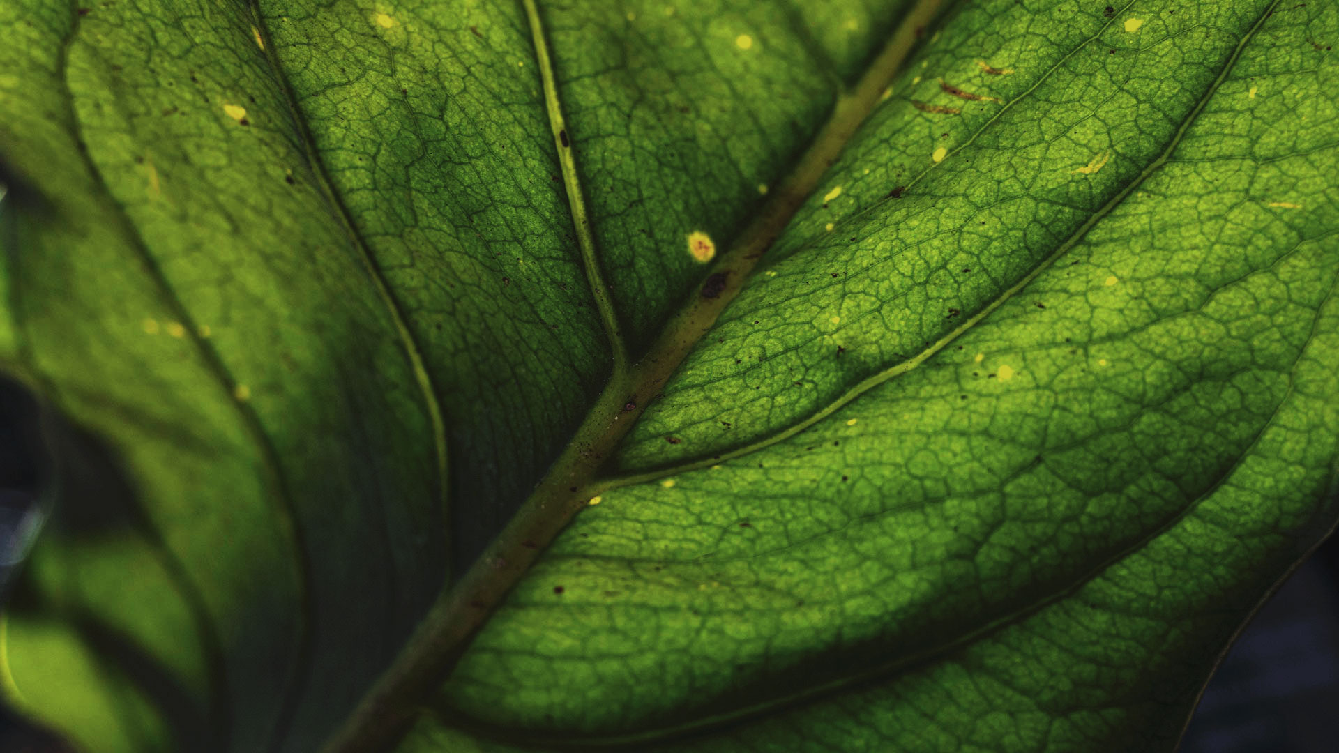 Folha de antúrio-selvagem, que destaca sua textura. A folha é verde-clara e destaca a cor da nervura ao centro.