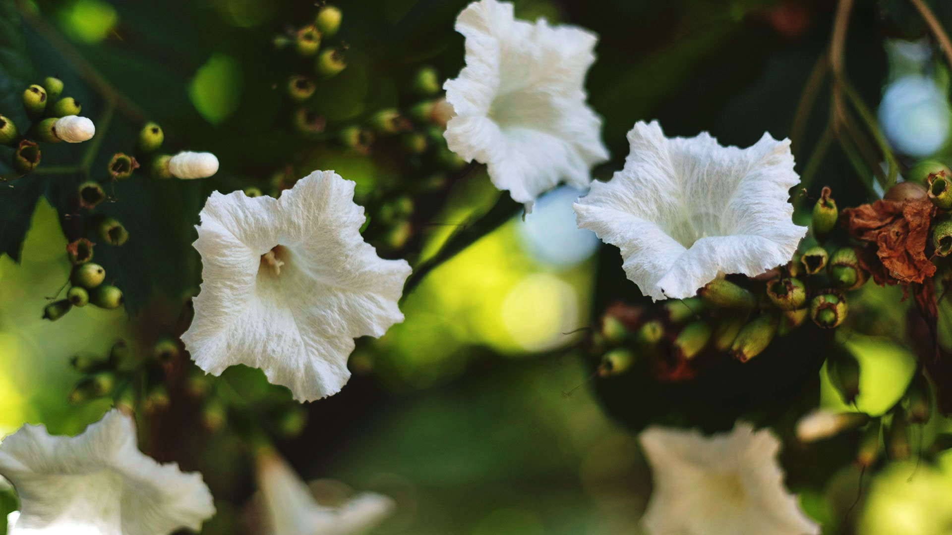 Flores da baba-de-boi. Suas pétalas são brancas, com um caule também branco no meio, e lembram um pouco a aparência do hibisco.