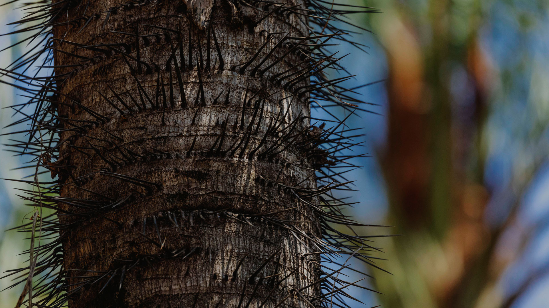 Destaque nos espinhos da bocaiuva, que servem para ajudar a proteger a planta.