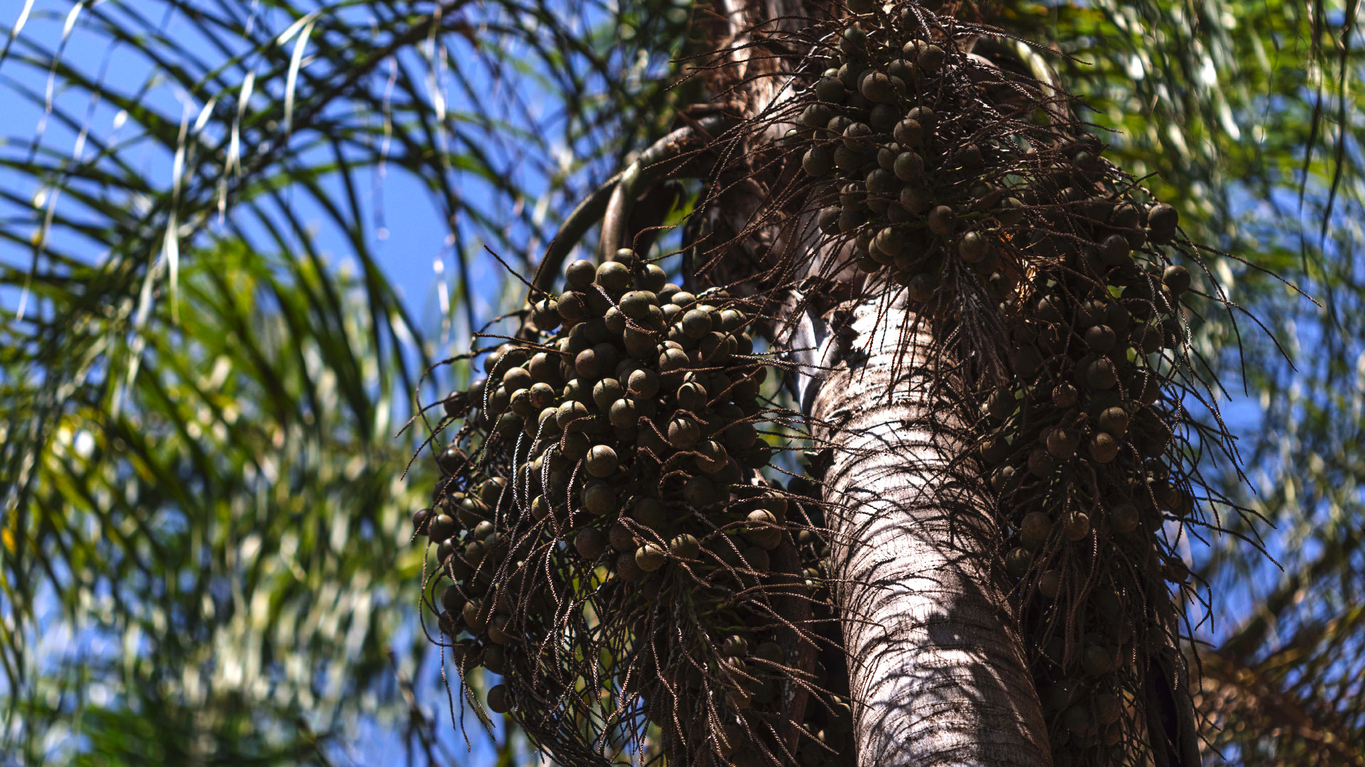 Frutos da bocaiuva espalhados em seu tronco. A cor azul do céu contrasta com as folhas verdes.