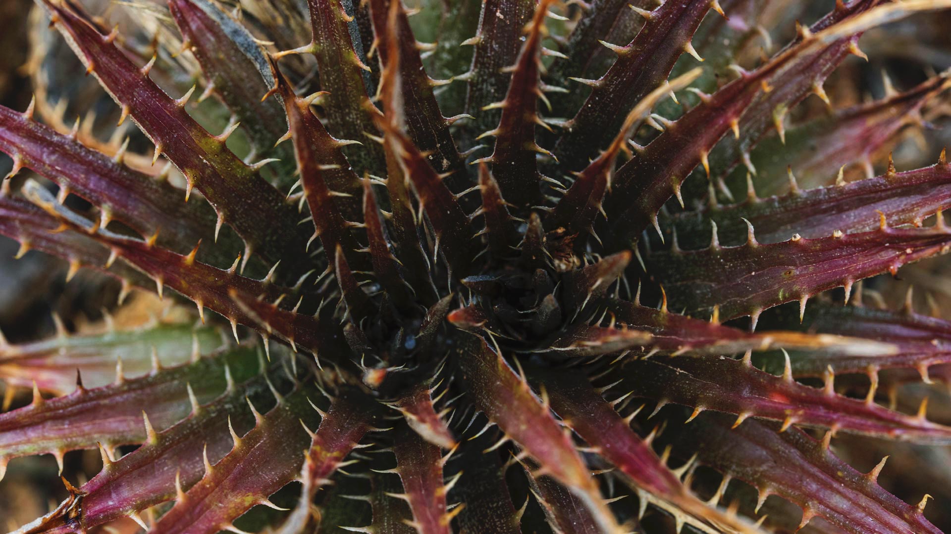 Detalhe da bromélia: tem cor arroxeada, folhas que lembram lanças e espinhos nas pontas.