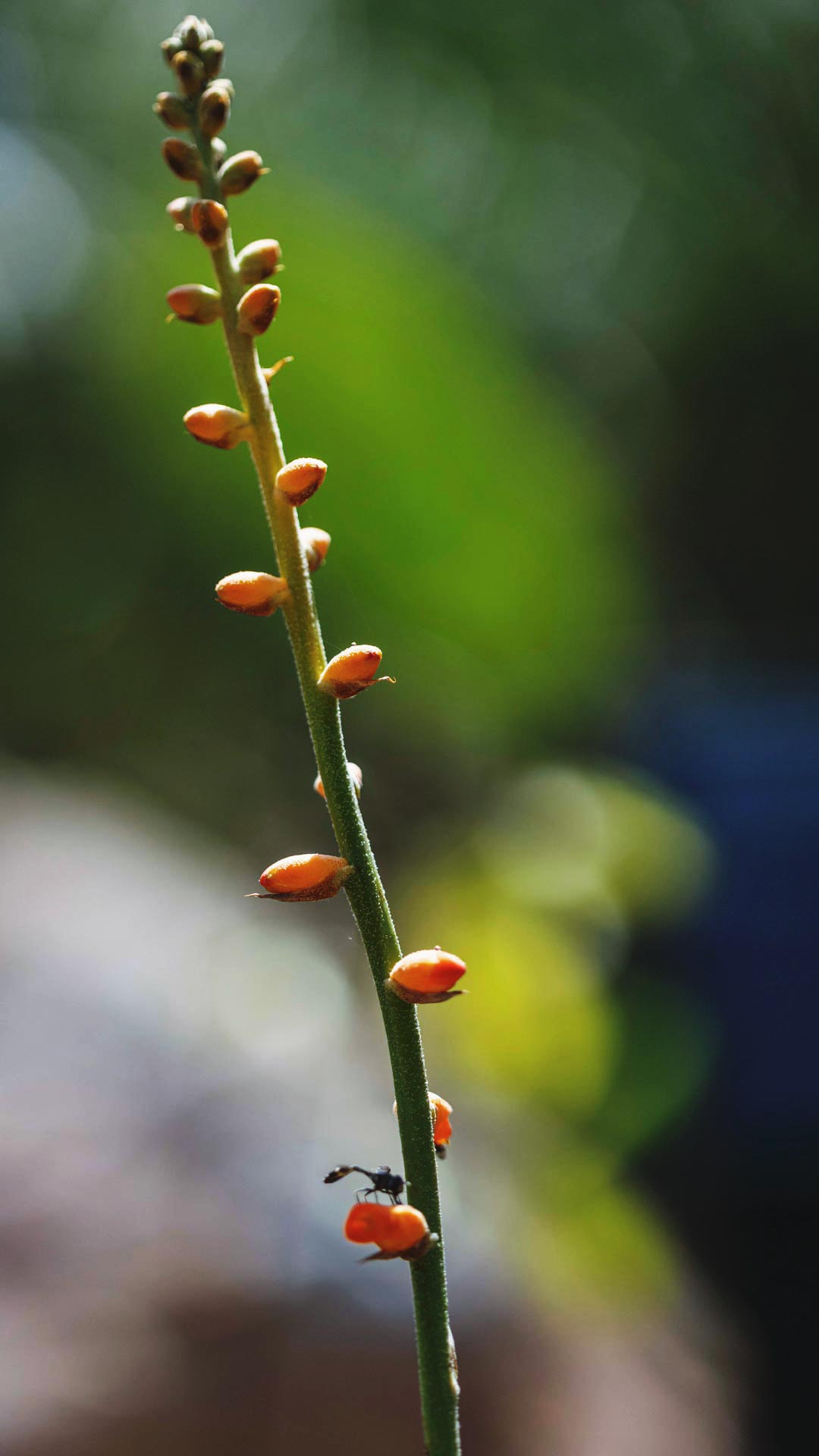 Detalhe dos brotos de bromélia que são amarelados e crescem em um caule fino e verde.