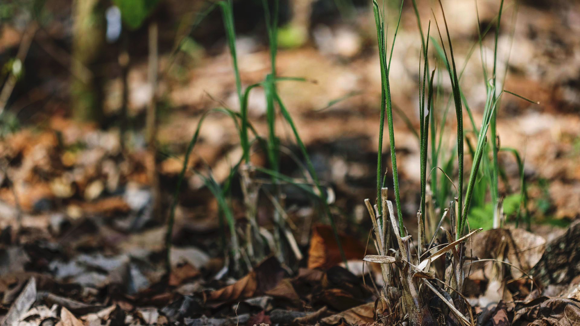 Bromélia no Inhotim com novos brotos nascendo. As folhas são finas, verdes e lisas.
