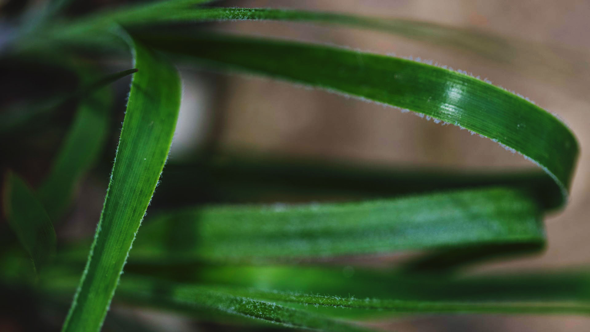 Detalhe das folhas da bromélia. Têm cor verde, bordas lisas, formato alongado e acicular.
