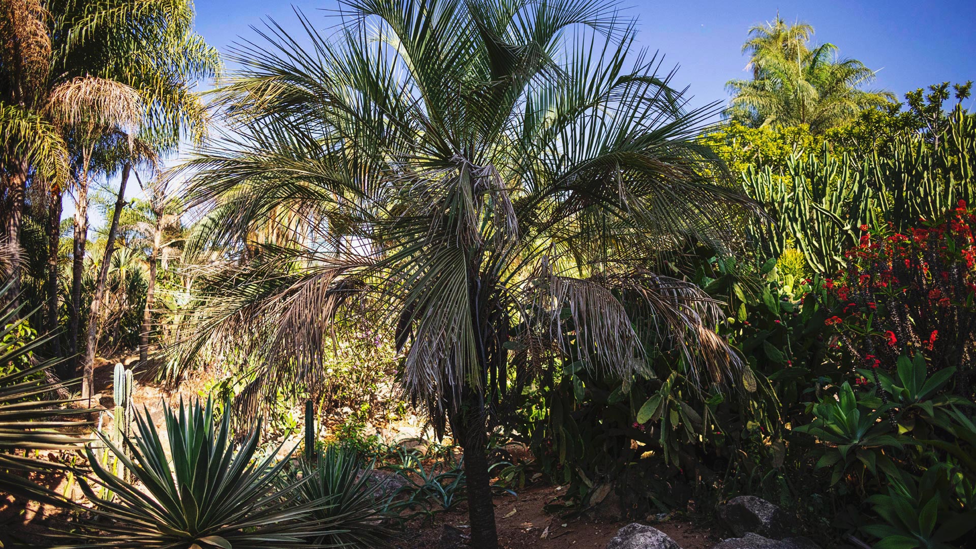 Um butiá se destaca entre outras espécies de um dos jardins do Instituto Inhotim. Ao seu redor, cactus e suculentas.