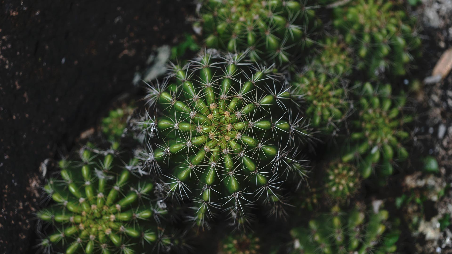 Um cacto-ouriço-do-mar visto de cima. Outros exemplares menores, com menos foco, estão próximos do principal.