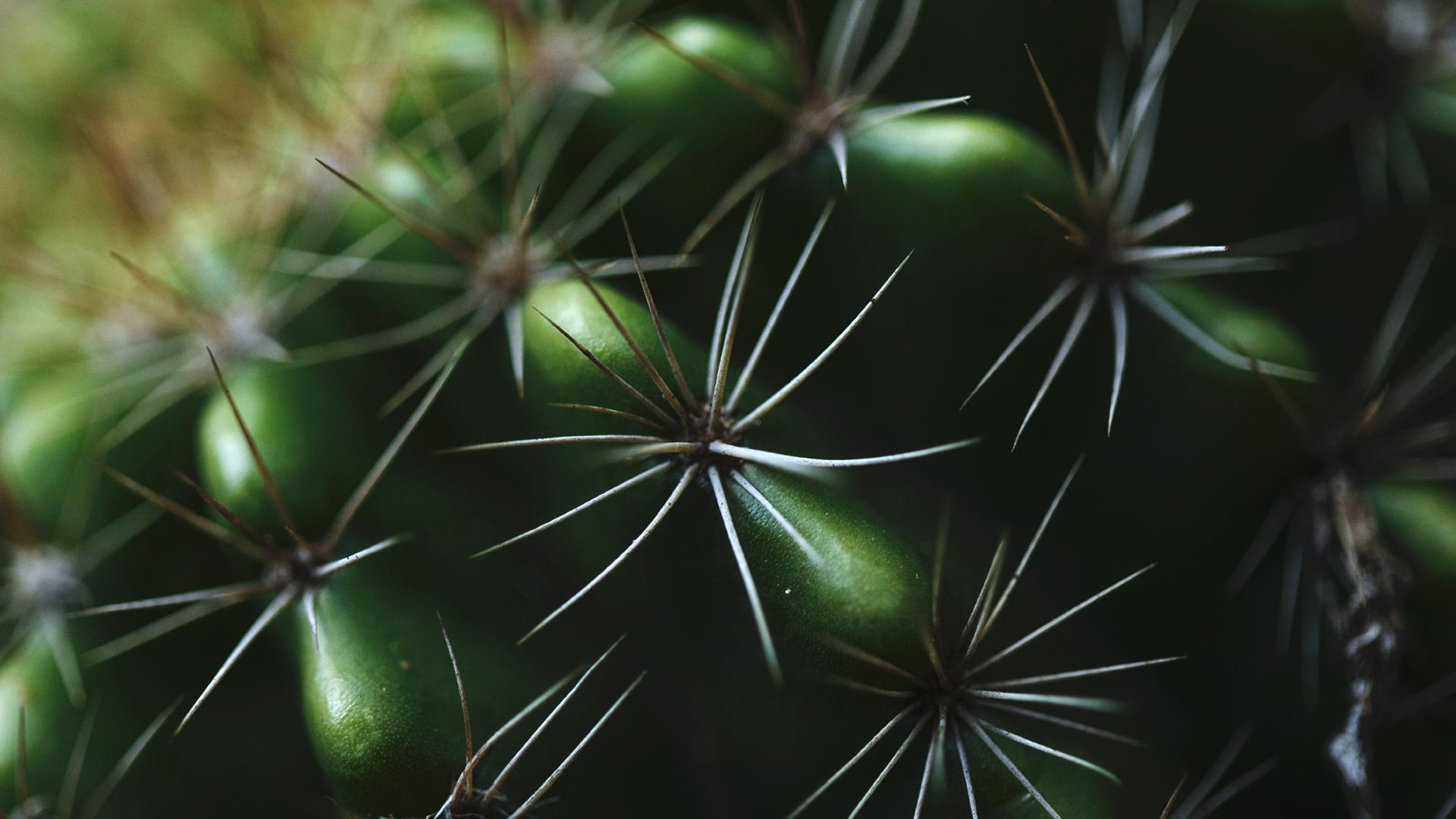 Detalhe dos espinhos que compõem a superfície do cacto-ouriço-do-mar.